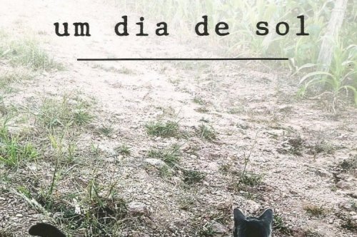 Cinzento Um dia de Sol: a história de um gato resgatado das ruas
